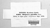 Bispora betulina image
